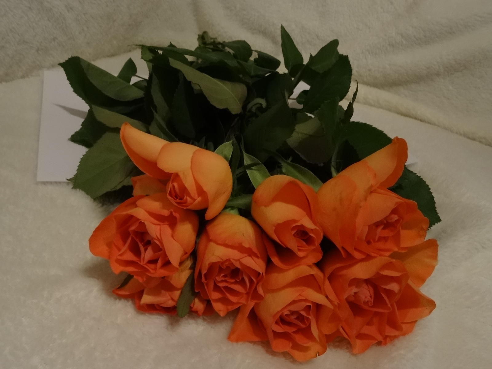 [Image: Kvl3YhB.jpg]