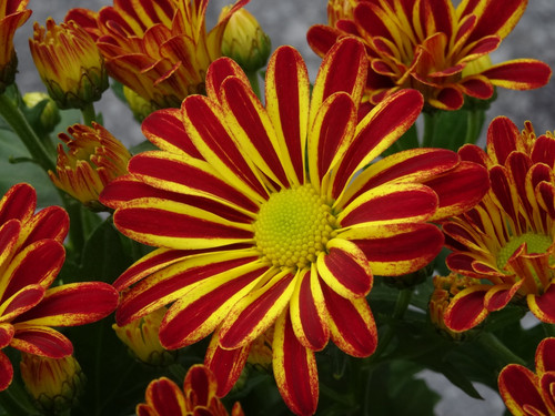 Flower image V171020251624 N25.jpg