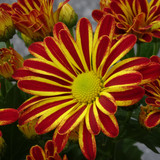 Flower image V171020251624 N25