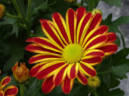 Flower image V171020251624 N26.jpg