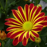 Flower image V171020251624 N26