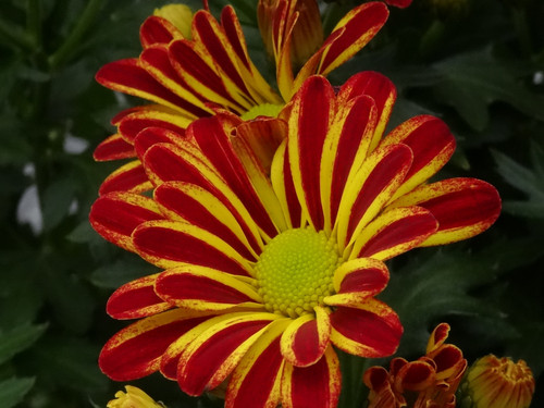 Flower image V171020251624 N20.jpg