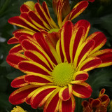 Flower image V171020251624 N20