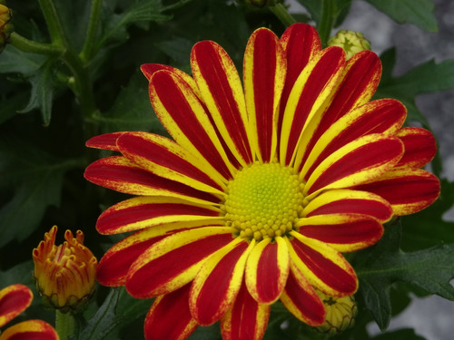 Flower image V171020251624 N23.jpg