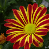 Flower image V171020251624 N23
