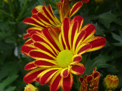 Flower image V171020251624 N27.jpg