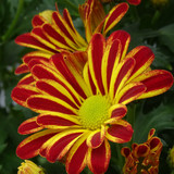 Flower image V171020251624 N27