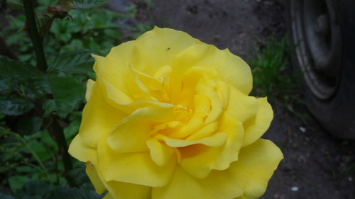 Flower image V171020251624 N185