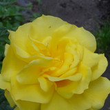 Flower image V171020251624 N185