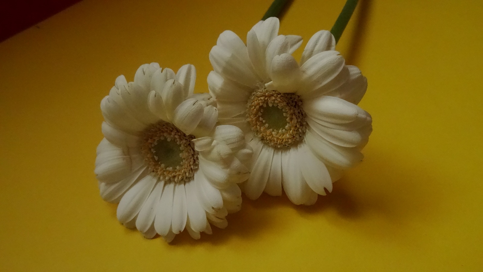 [Image: KvlB5s2.jpg]