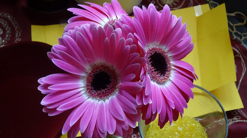 Flower image V171020251624 N195