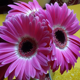 Flower image V171020251624 N195