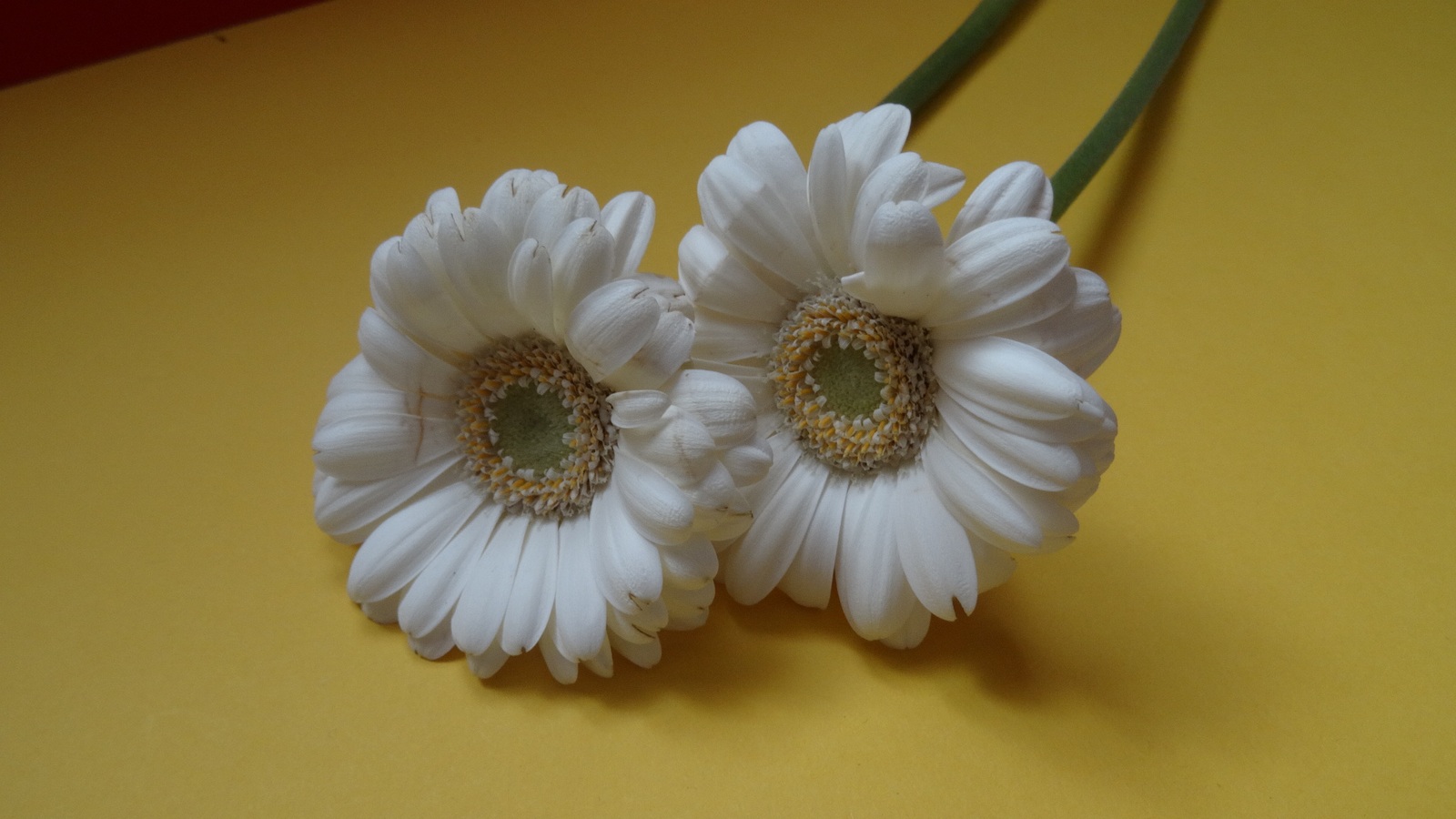 [Image: KvlBAx4.jpg]