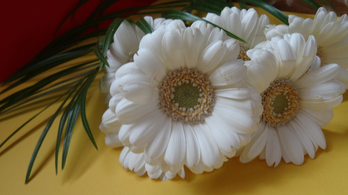 Flower image V171020251624 N176