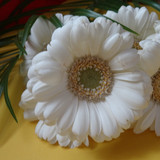 Flower image V171020251624 N176