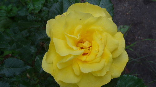 Flower image V171020251624 N186