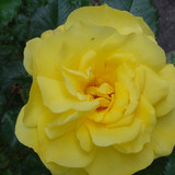 Flower image V171020251624 N186