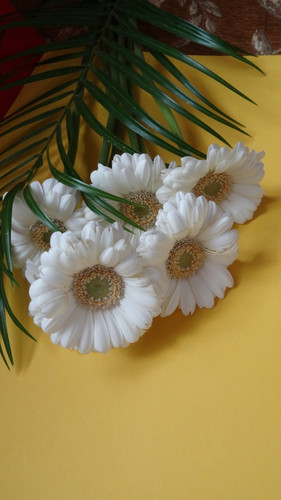 Flower image V171020251624 N173