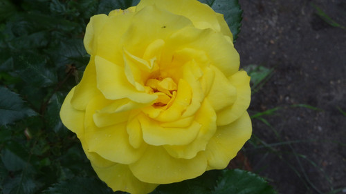 Flower image V171020251624 N191