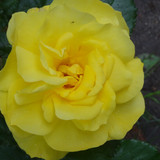 Flower image V171020251624 N191