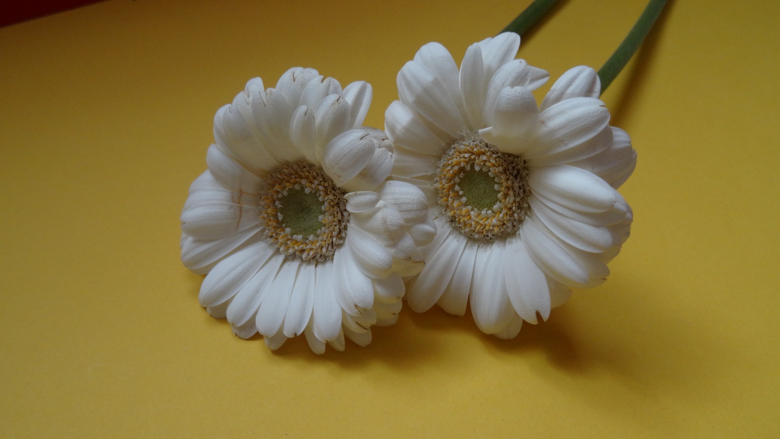 [Image: KvlBTbf.jpg]