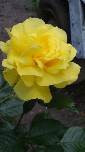 Flower image V171020251624 N187