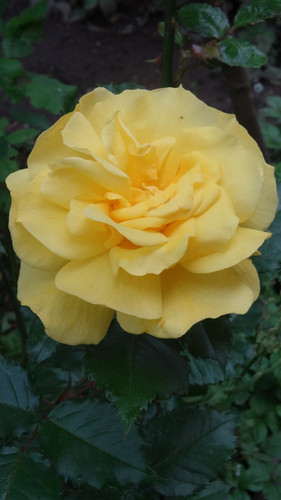 Flower image V171020251624 N188