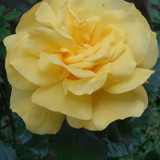 Flower image V171020251624 N188