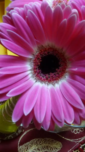 Flower image V171020251624 N198