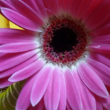 Flower image V171020251624 N198