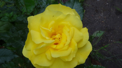 Flower image V171020251624 N183