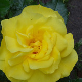 Flower image V171020251624 N183