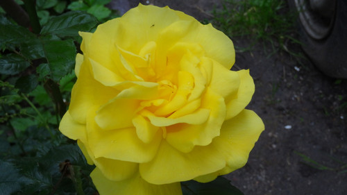 Flower image V171020251624 N184