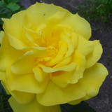 Flower image V171020251624 N184