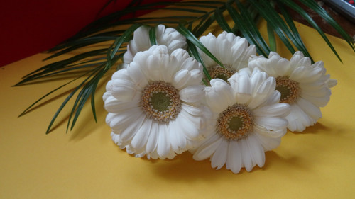 Flower image V171020251624 N172