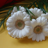 Flower image V171020251624 N172