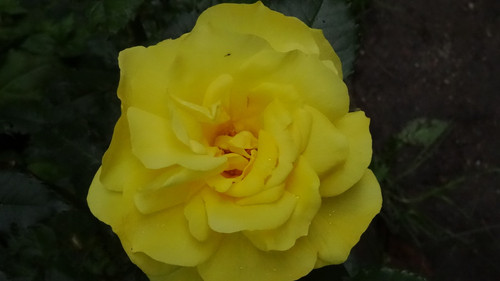 Flower image V171020251624 N192