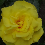 Flower image V171020251624 N192