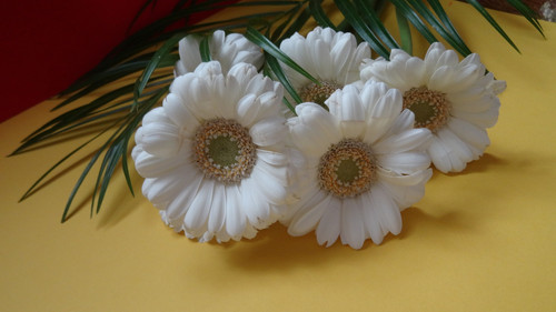 Flower image V171020251624 N174