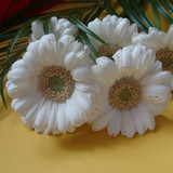 Flower image V171020251624 N174