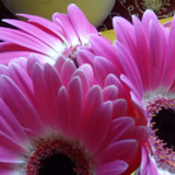 Flower image V171020251624 N196