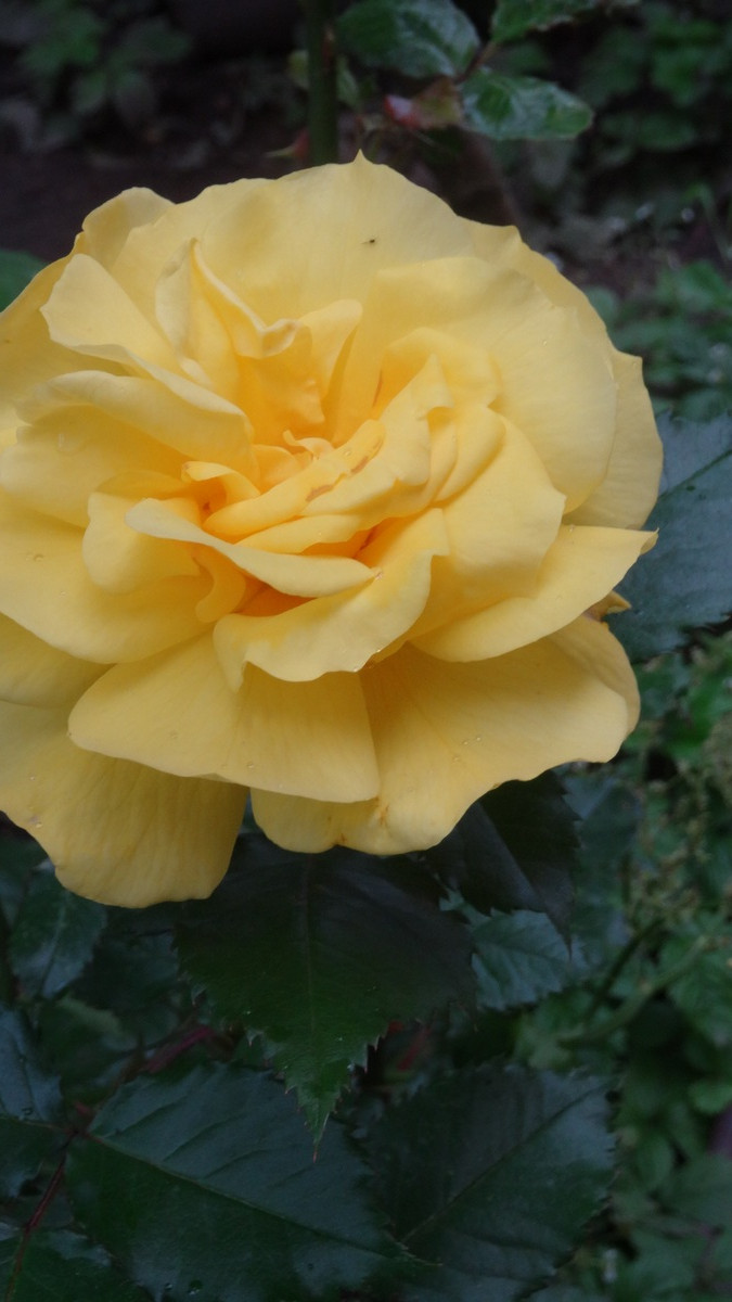 [Image: KvlBjqB.jpg]