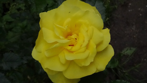 Flower image V171020251624 N193