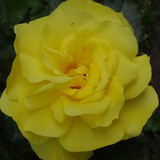 Flower image V171020251624 N193