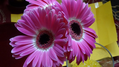 Flower image V171020251624 N199