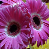 Flower image V171020251624 N199