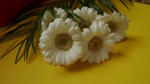 Flower image V171020251624 N177