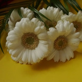 Flower image V171020251624 N177