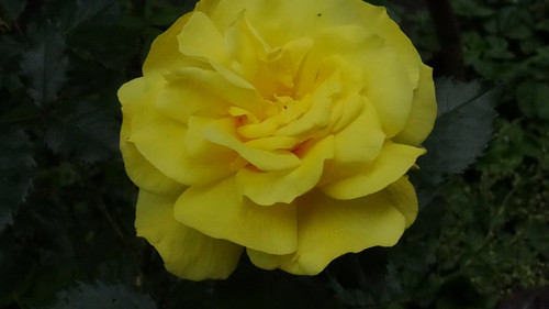 Flower image V171020251624 N194