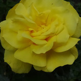 Flower image V171020251624 N194